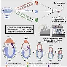 Artificial Womb